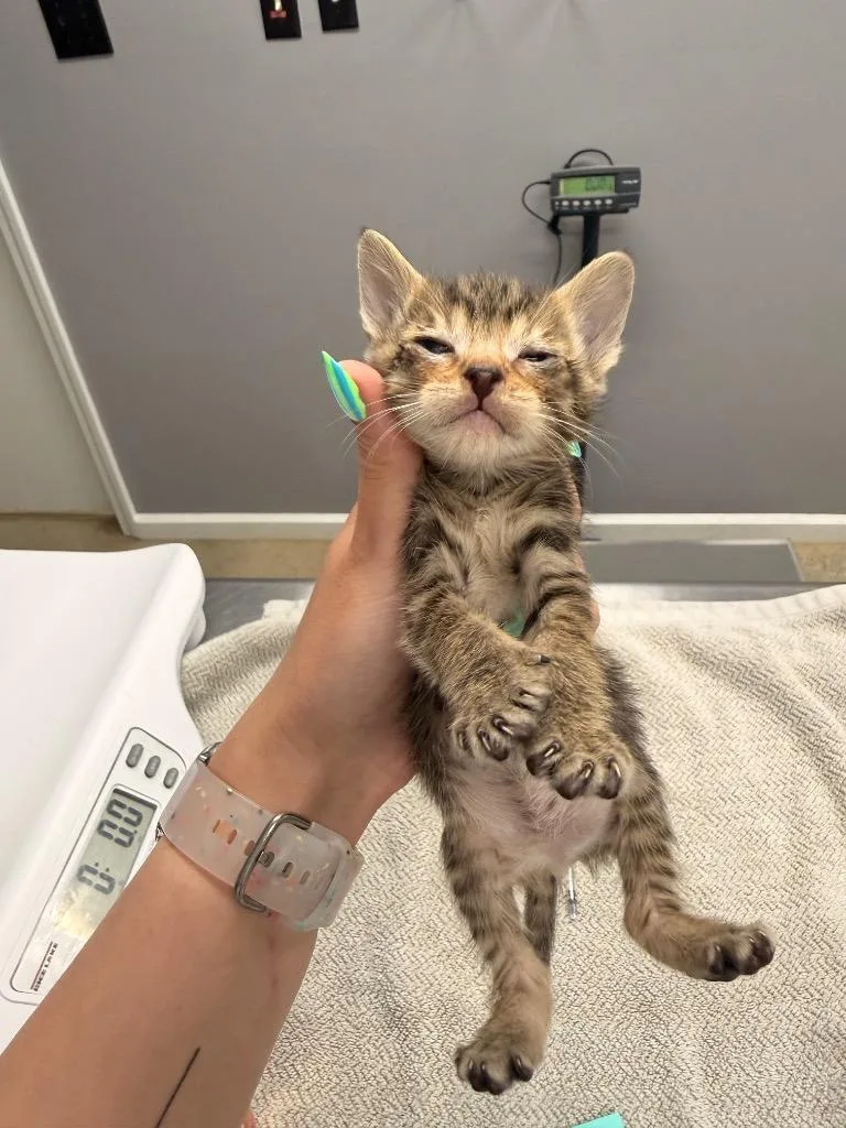A baby medium-sized female Domestic Short Hair cat named Echo for adoption in Burnsville, NC