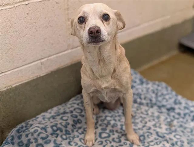 An adult medium-sized female Chihuahua dog named Austra for adoption in Moreno Valley, CA