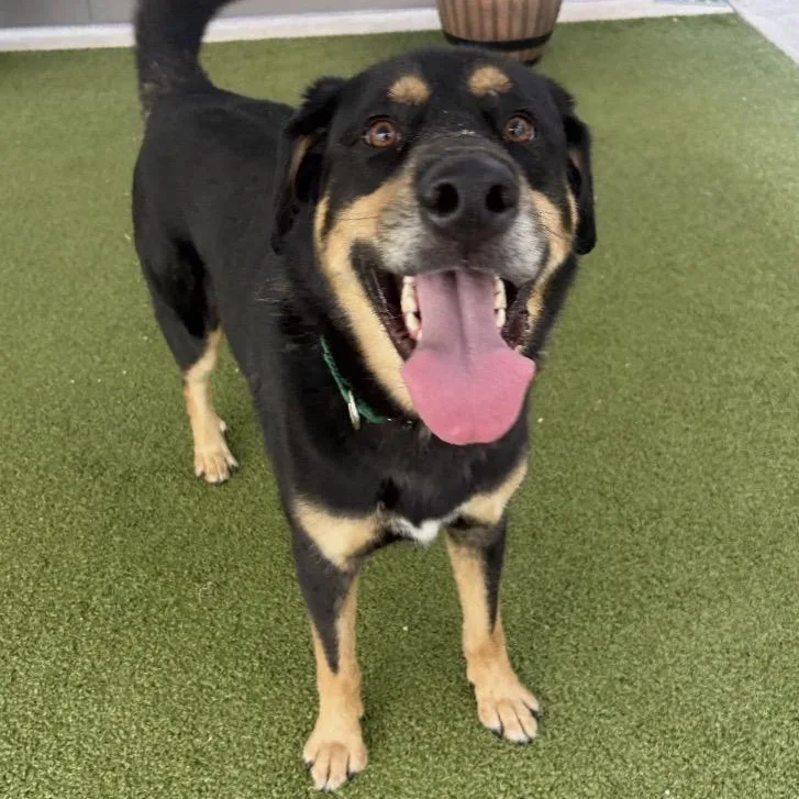 An adult large-sized male Black German Shepherd Dog dog named Beau for adoption in Greensboro, NC