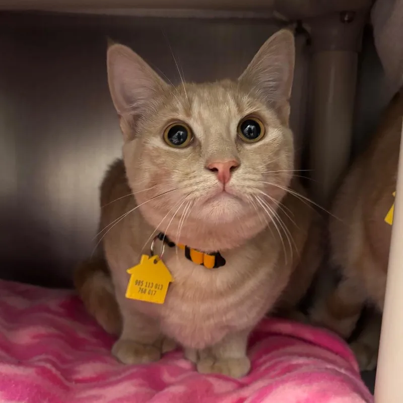 A young medium-sized male Buff / Tan / Fawn Domestic Short Hair cat named Quest for adoption in Springfield, MA