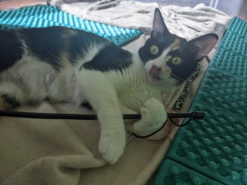 A young medium-sized female Calico cat named Dolly Momma for adoption in Gardnerville, NV