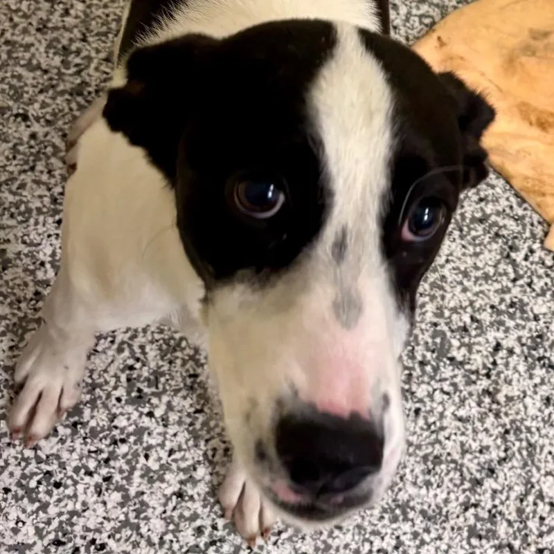 A young small-sized female White / Cream Hound dog named Maya for adoption in Madisonville, TN