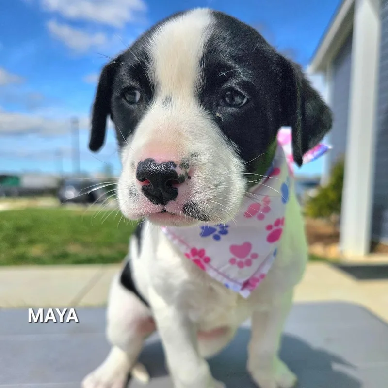 Maya thumbnail 2