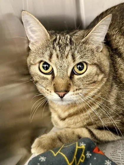 A young large-sized male Black Domestic Short Hair cat named Tewey for adoption in Wichita, KS
