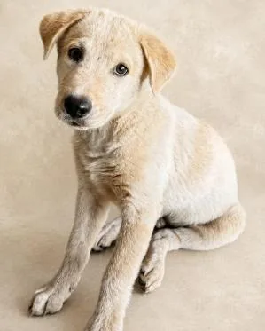 A young medium-sized male White / Cream Mixed Breed dog named Cauliflower for adoption in Chickasha, OK