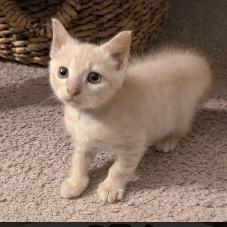 A baby small-sized male Buff / Tan / Fawn Domestic Short Hair cat named Souffle for adoption in Bel Air, MD
