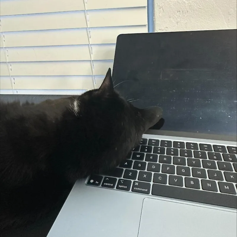 An adult large-sized female Black Domestic Short Hair cat named Margie for adoption in Gainesville, FL