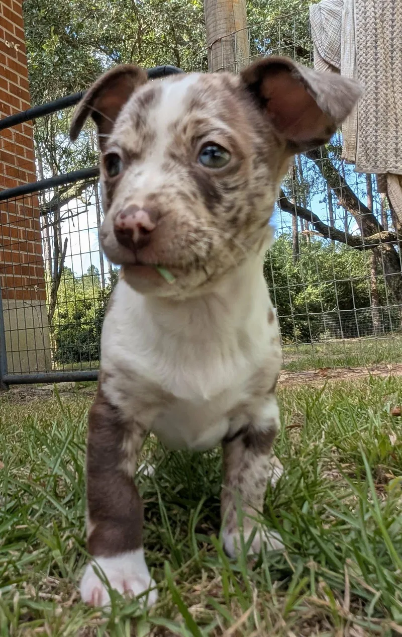 A baby small-sized female Merle (Red) Dachshund dog named Sundae for adoption in Semmes, AL