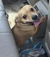 An adult small-sized male Chihuahua dog named Sam for adoption in San Antonio, TX