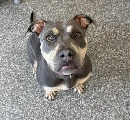 An adult large-sized female Pit Bull Terrier dog named Smiley Fry for adoption in Westland, MI