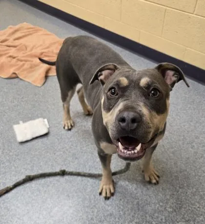 Smiley Fry thumbnail 3