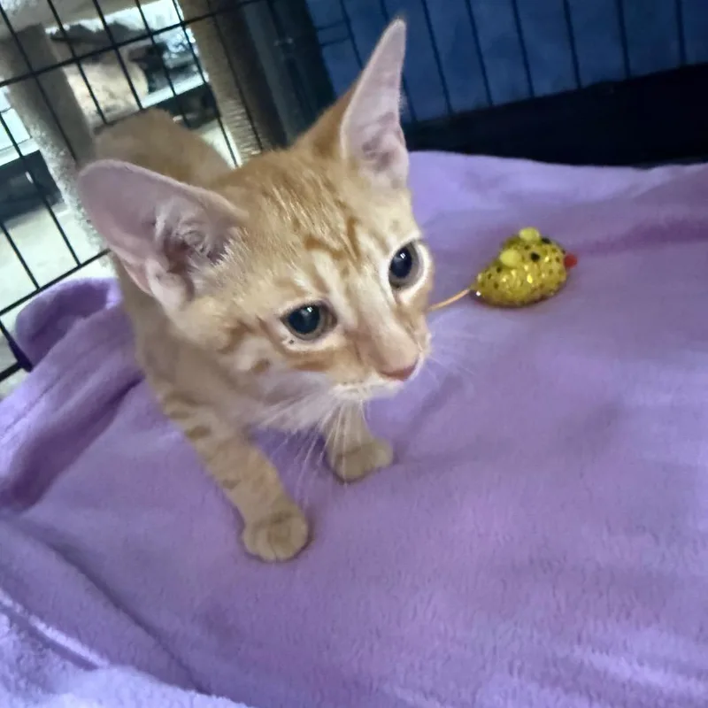 A baby small-sized male Orange / Red Domestic Short Hair cat named Dash for adoption in Pasadena , MD