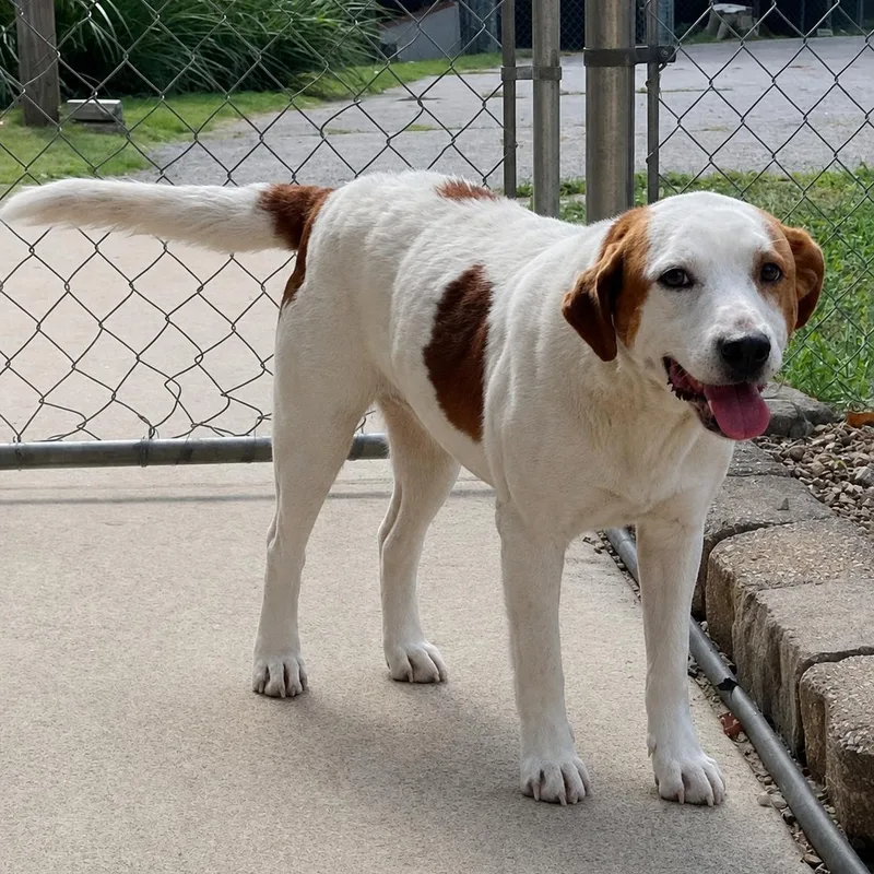 A young medium-sized female White / Cream Hound dog named Lucy for adoption in Heber Springs, AR