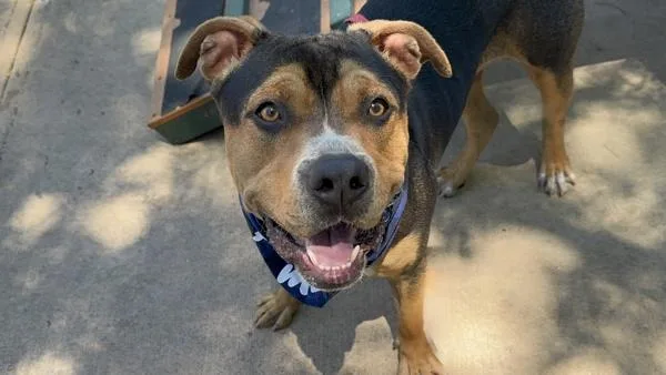 A young large-sized male Mixed Breed dog named Prince for adoption in Staten Island, NY
