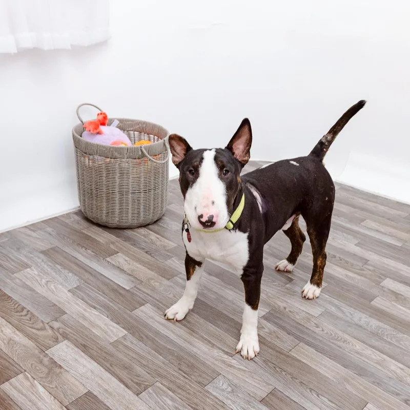 An adult medium-sized male Bull Terrier dog named Chico for adoption in Los Angeles, CA