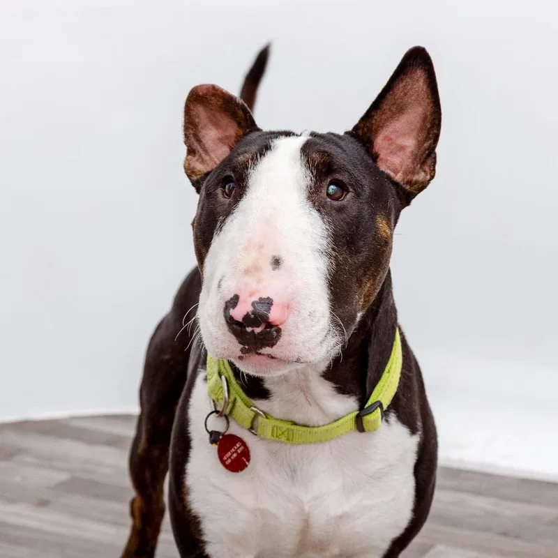 Chico thumbnail 3