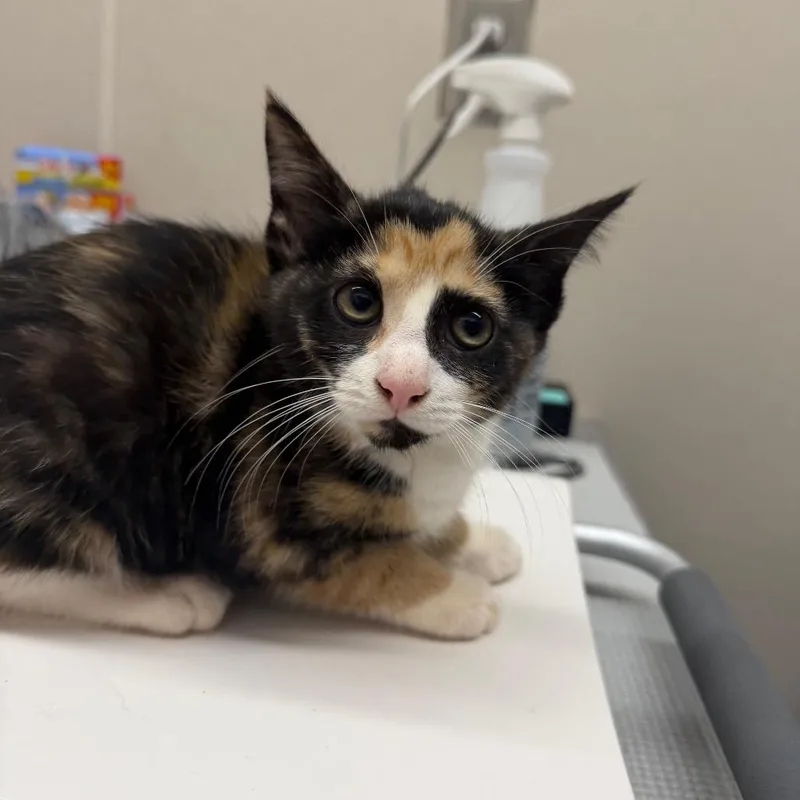 A baby small-sized female Calico Domestic Short Hair cat named Princess Pounce for adoption in Morganton, NC