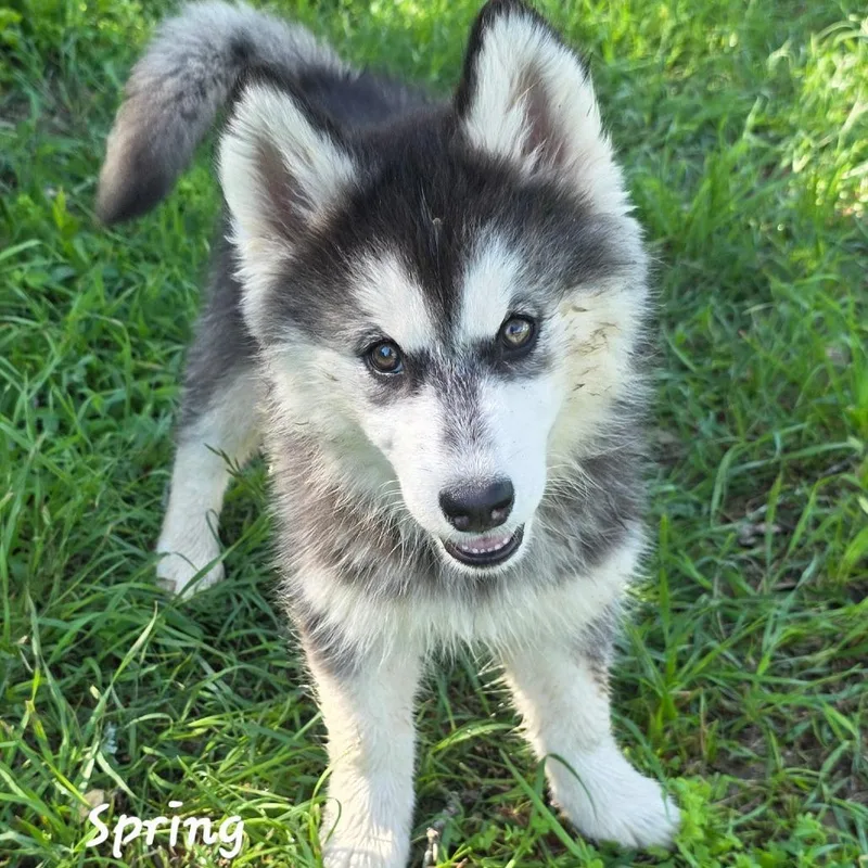 A baby large-sized female Black Alaskan Malamute dog named Spring Dd for adoption in Austin, TX