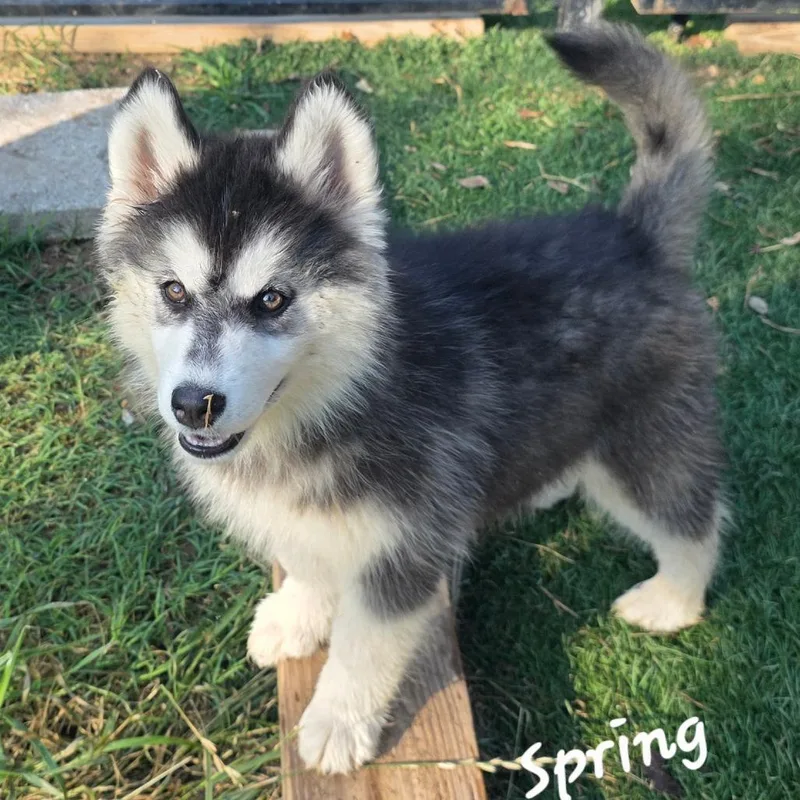 Spring Dd thumbnail 4