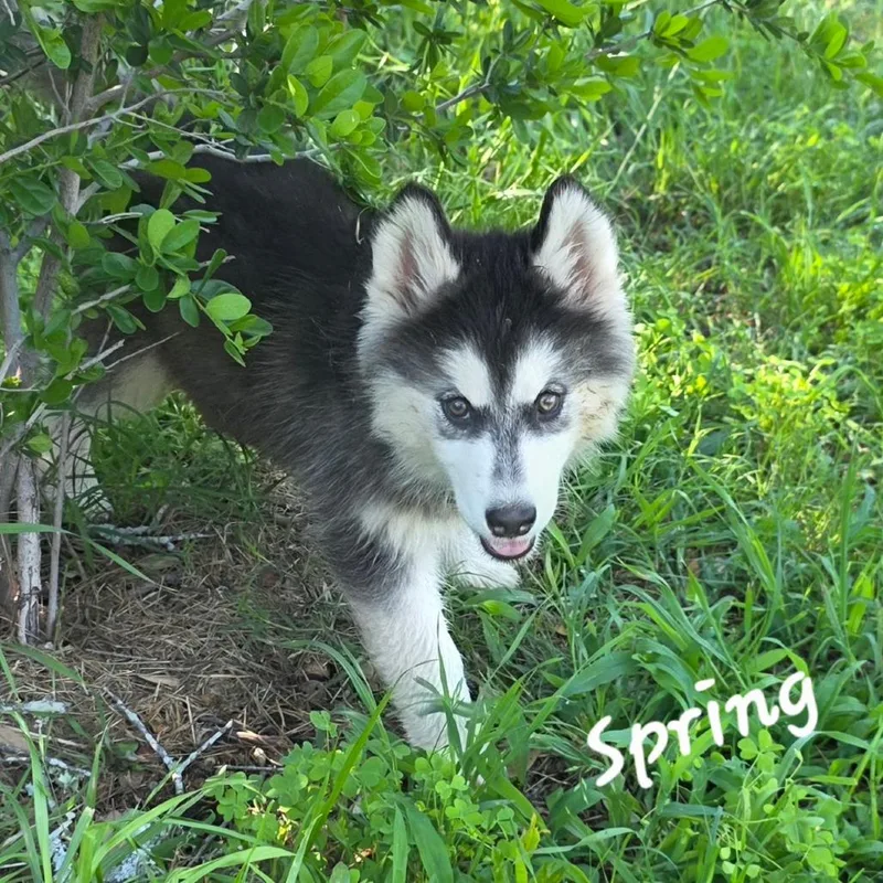Spring Dd thumbnail 5