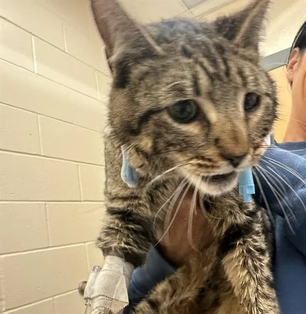 A young medium-sized male Domestic Short Hair cat named Hugo for adoption in Boston, MA