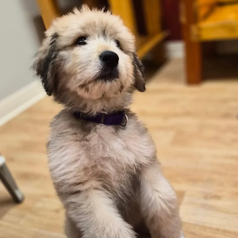 A baby small-sized female Yellow / Tan / Blond / Fawn Mixed Breed dog named Paisley for adoption in Woodstock, IL