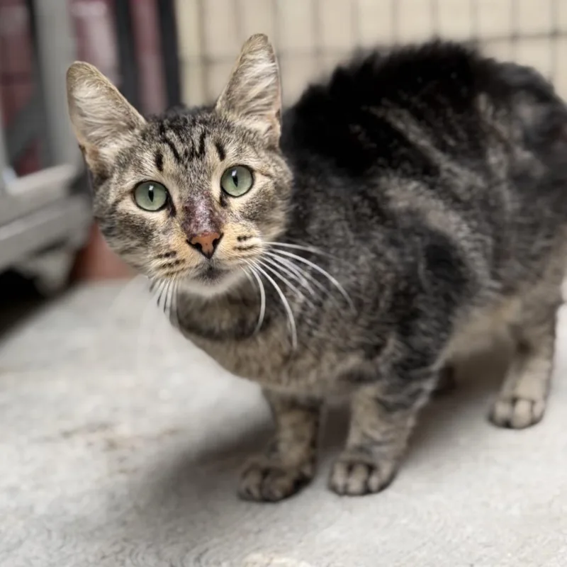 A senior small-sized male Brown / Chocolate Domestic Short Hair cat named Sonny for adoption in Long Beach, CA