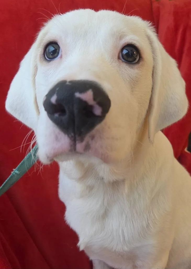 A baby large-sized male Mixed Breed dog named Deere for adoption in Fond Du Lac, WI