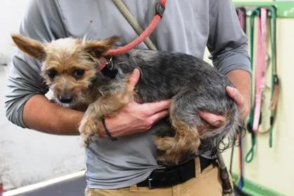 An adult small-sized female Yorkshire Terrier dog named Mary Jane for adoption in Picayune, MS