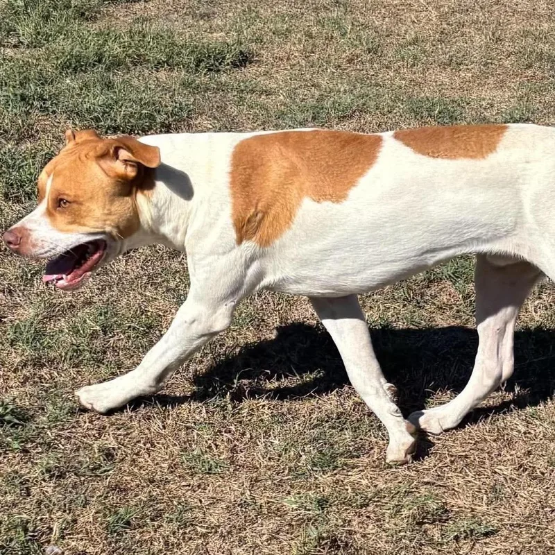 A young medium-sized male White / Cream American Staffordshire Terrier dog named Fletcher for adoption in Hackett, AR