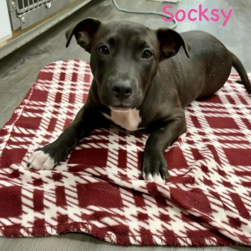 Socksy