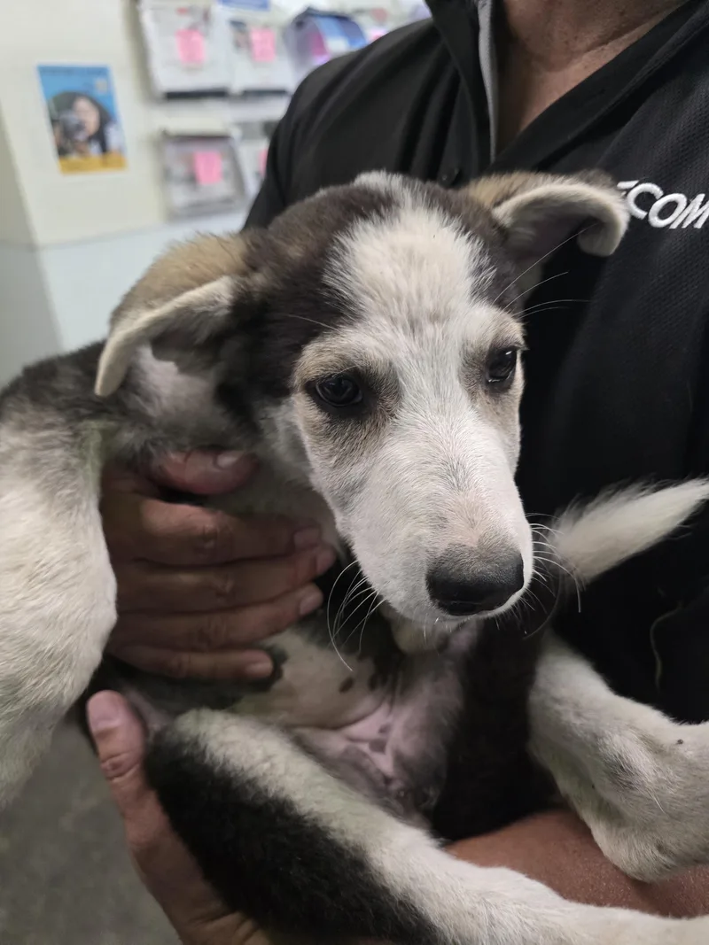 A baby small-sized female German Shepherd Dog dog named Tori for adoption in Los Angeles, CA