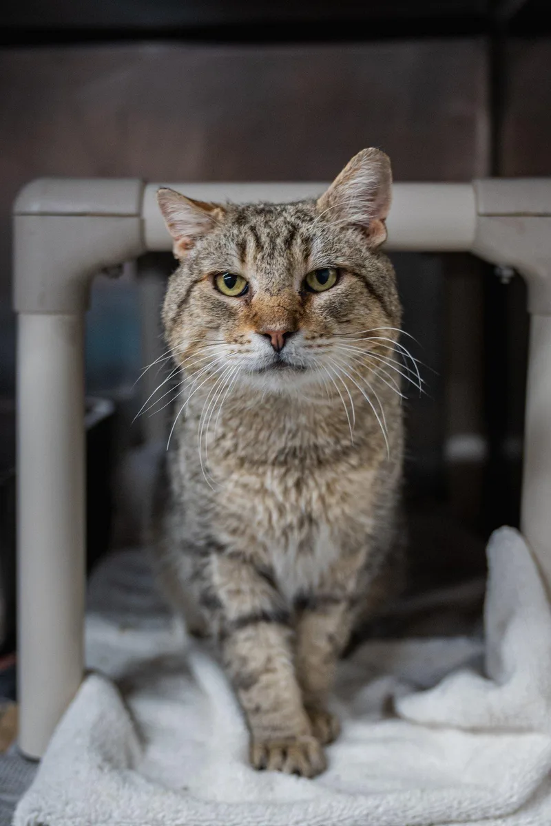An adult medium-sized male Domestic Short Hair cat named Walter for adoption in Herndon, VA
