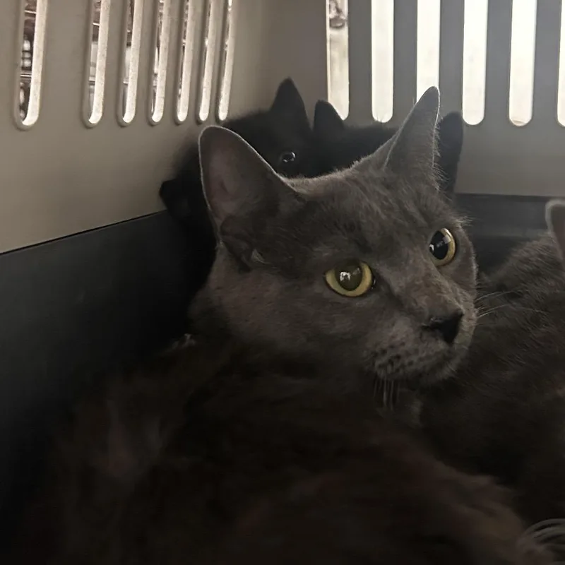 An adult medium-sized female Gray / Blue / Silver Domestic Short Hair cat named Razae for adoption in Philadelphia, PA