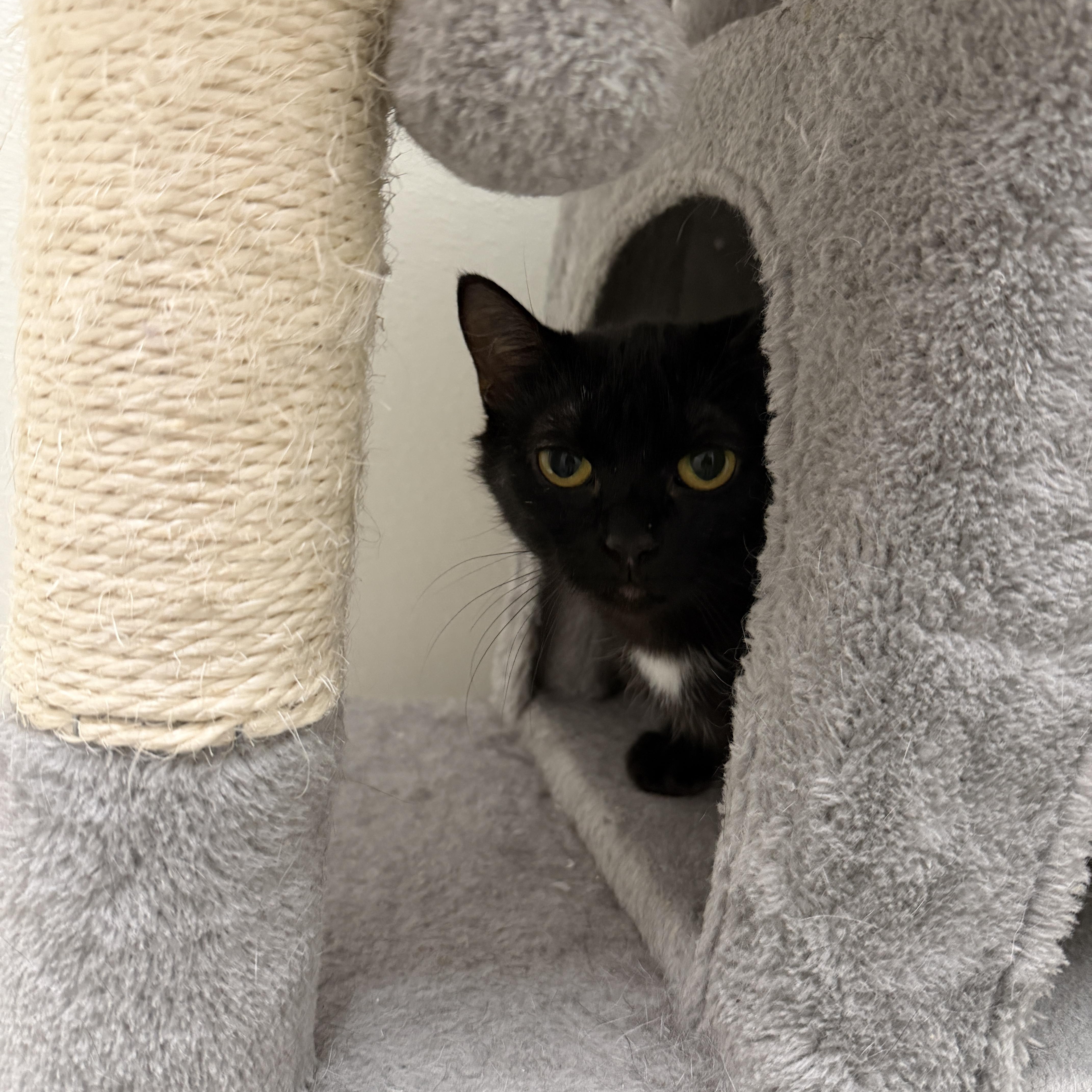 An adult medium-sized female Black Domestic Short Hair cat named Nala for adoption in Wayland, MI