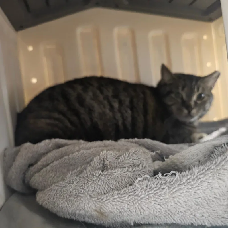 Sweetpea thumbnail 2