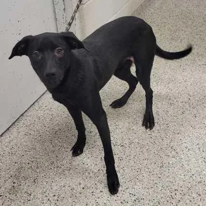 An adult large-sized female Black Mixed Breed dog named Guppy for adoption in Kansas City, MO