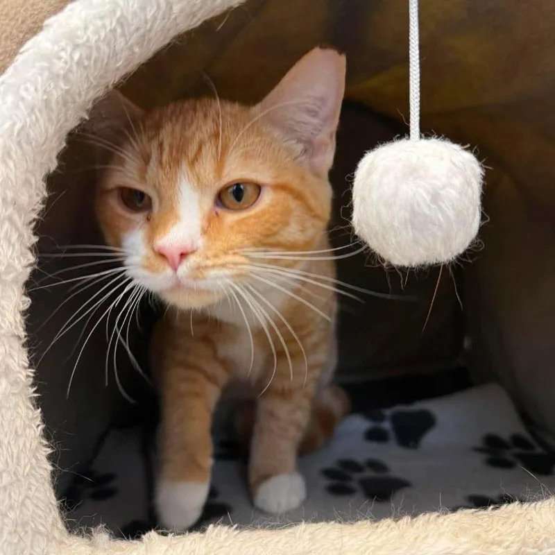A baby small-sized male Orange / Red Domestic Short Hair cat named Edwin for adoption in Pasadena , MD
