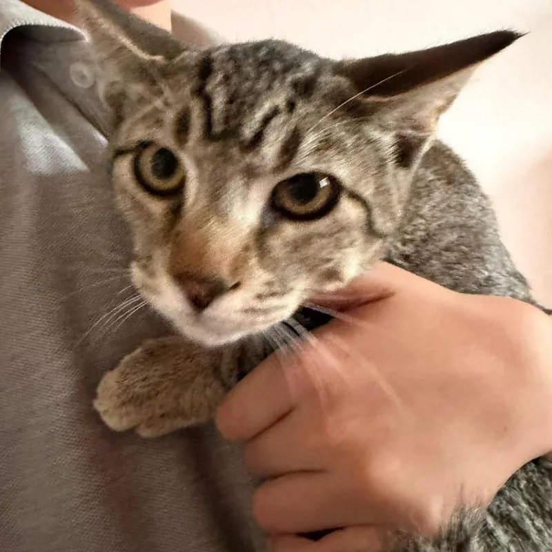 A baby small-sized male Domestic Short Hair cat named Ronaldo for adoption in Klamath Falls, OR