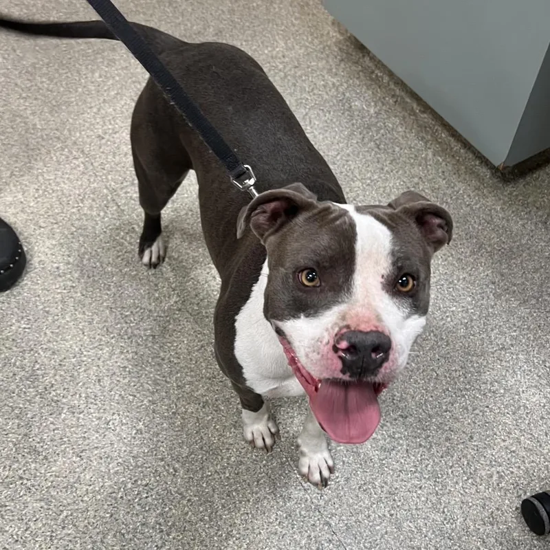 An adult large-sized female Gray / Blue / Silver Mixed Breed dog named Jessi for adoption in Jacksonville, FL