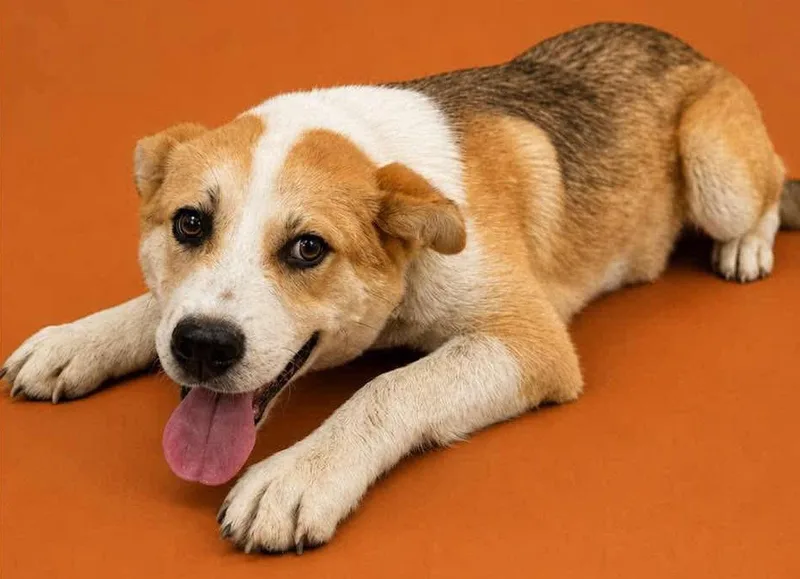 Blake Puppy thumbnail 2