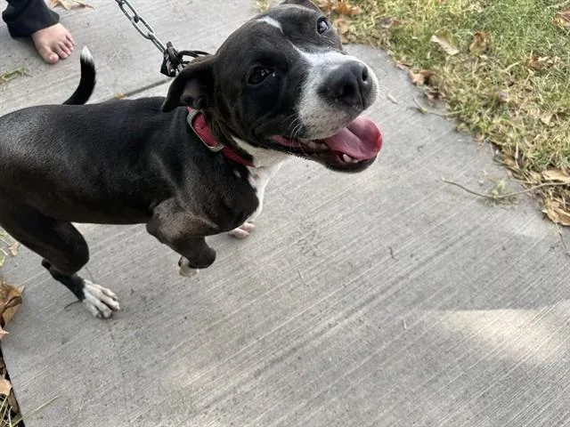 A young medium-sized female Pit Bull Terrier dog named Suzie for adoption in Garland, TX