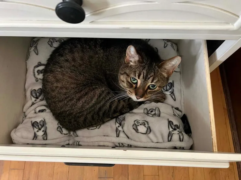 An adult medium-sized male Domestic Short Hair cat named Cubby for adoption in Fond Du Lac, WI