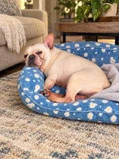 A young small-sized female French Bulldog dog named Kira for adoption in Tifton, GA