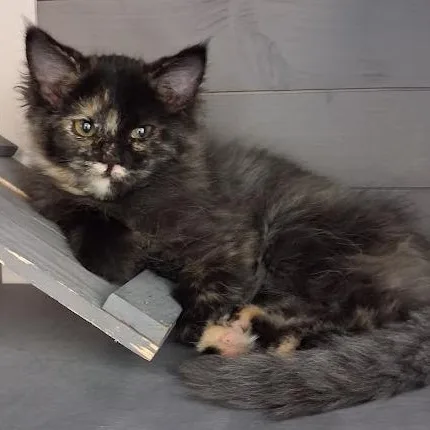 A baby medium-sized female Domestic Long Hair cat named Jet for adoption in Mesquite, NV