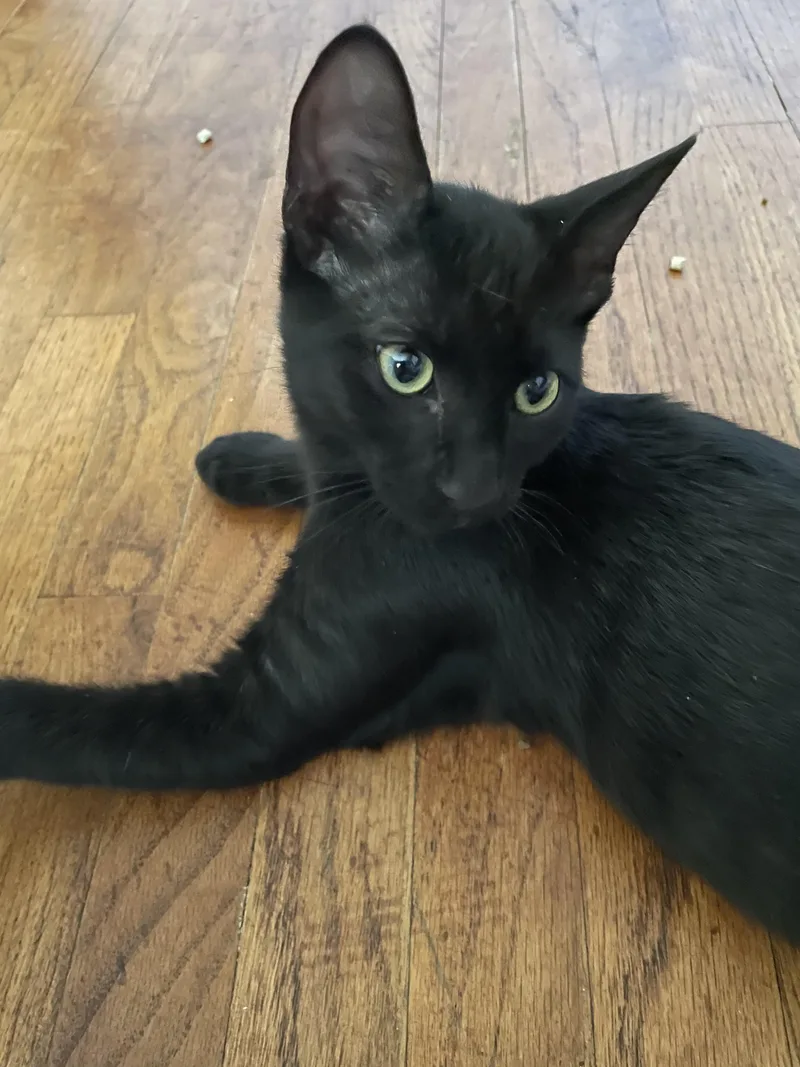 A baby small-sized male Black Domestic Short Hair cat named Lucky for adoption in Covina , CA