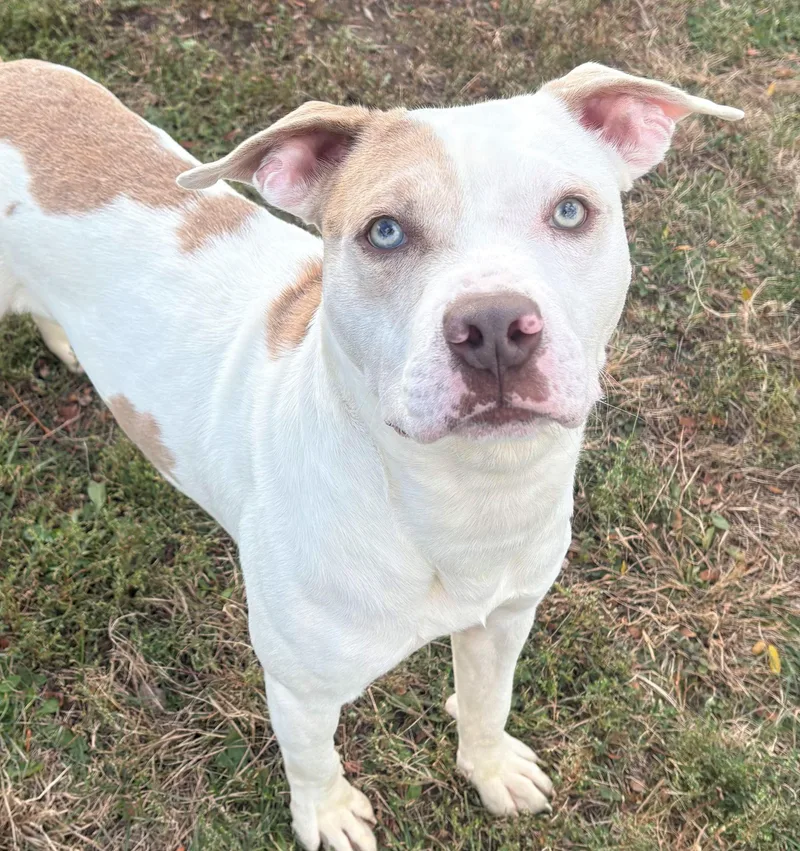 Maverick thumbnail 2