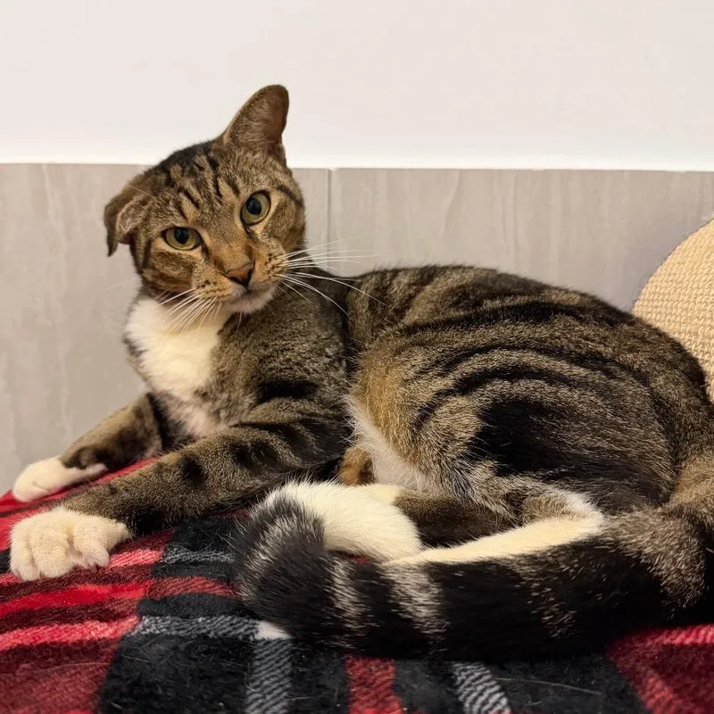 A senior large-sized male Domestic Short Hair cat named Lightning for adoption in Jupiter, FL
