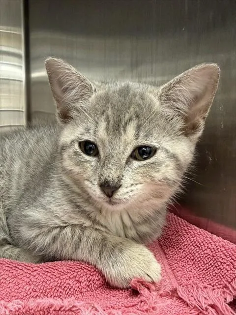 A baby small-sized female Domestic Short Hair cat named Pepper for adoption in Aliquippa, PA