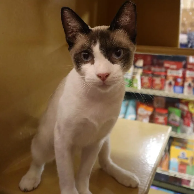 A young medium-sized male Seal Point Siamese cat named Alejo for adoption in San Juan, PR